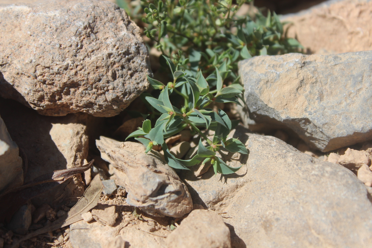 Plant Image